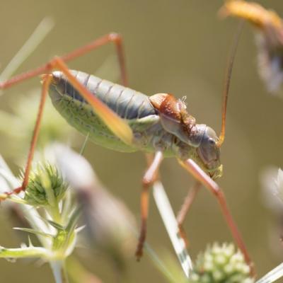 Ephippigère carénée  (Uromenus rugosicollis)