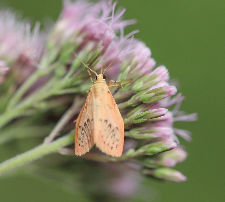 La rosette (miltochrista miniata)