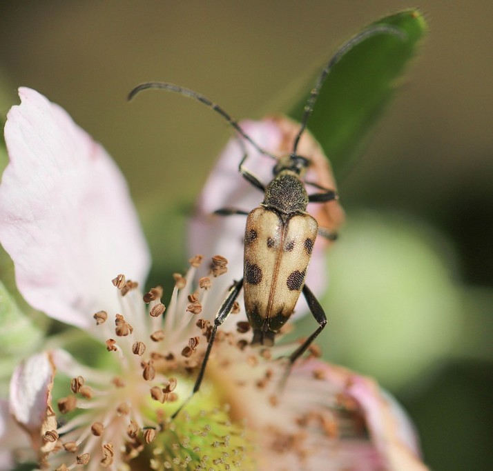  Petit lepture (pachytodes cerambyciformis )