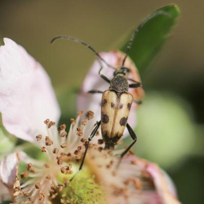  Petit lepture (pachytodes cerambyciformis )