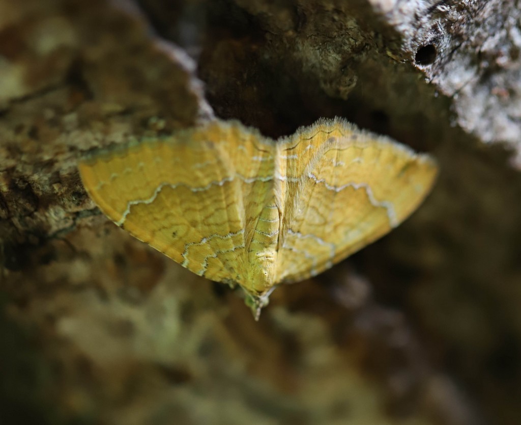   Brocadelle d or (camptogramma bilineata) 