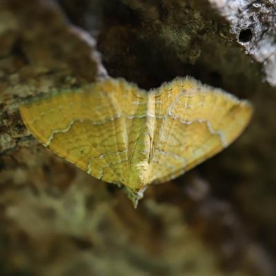   Brocadelle d or (camptogramma bilineata) 