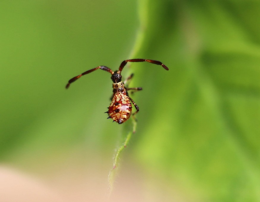 Corée marginée ( coreus marginatus)