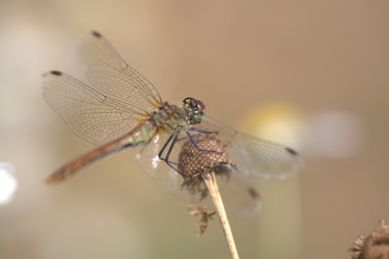 Libellule (Anisoptera)