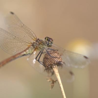 Libellule (Anisoptera)