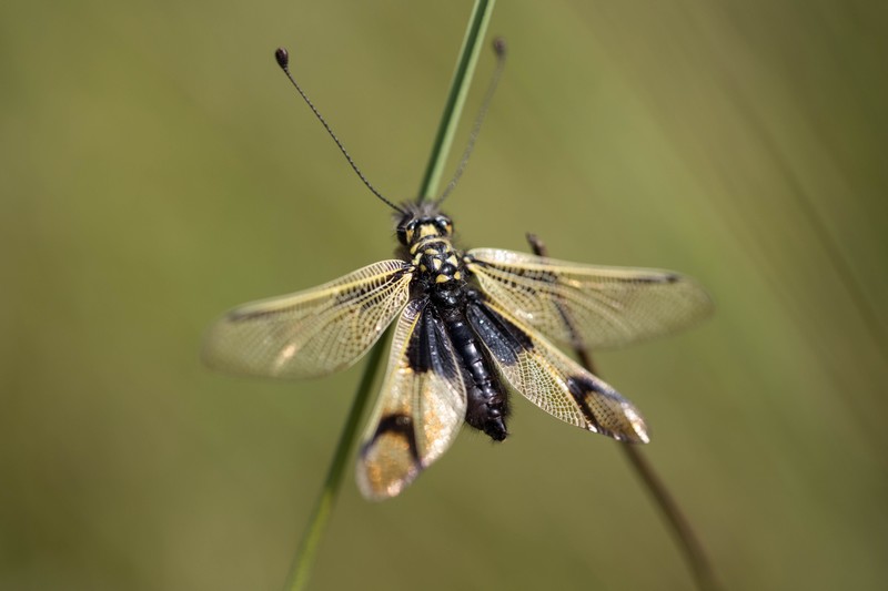 Ascalaphe,  libelloides ( Ascalaphus)