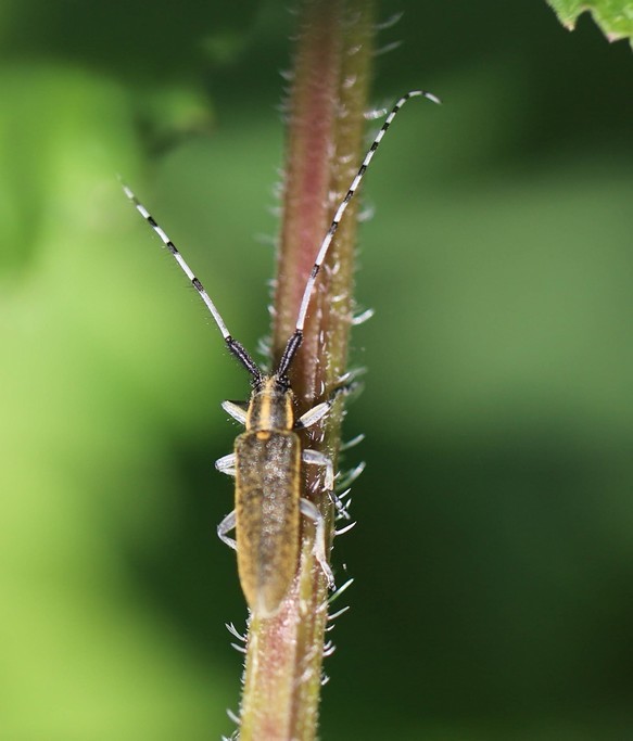  Agaphanthe a pilosite verdatre (agaphanthia villosoviridescens 