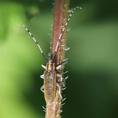  Agaphanthe a pilosite verdatre (agaphanthia villosoviridescens 