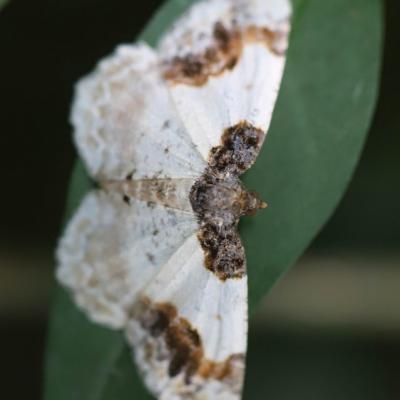 Phalène rustique (idaea rusticata)