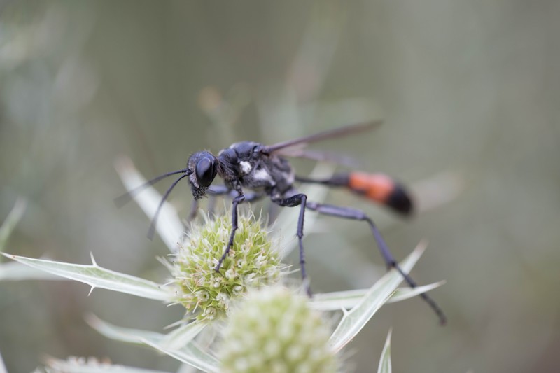 Ammophile des sables (Ammophila sabulosa)