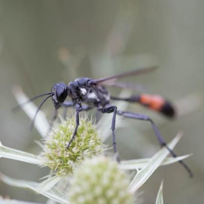 Ammophile des sables (Ammophila sabulosa)