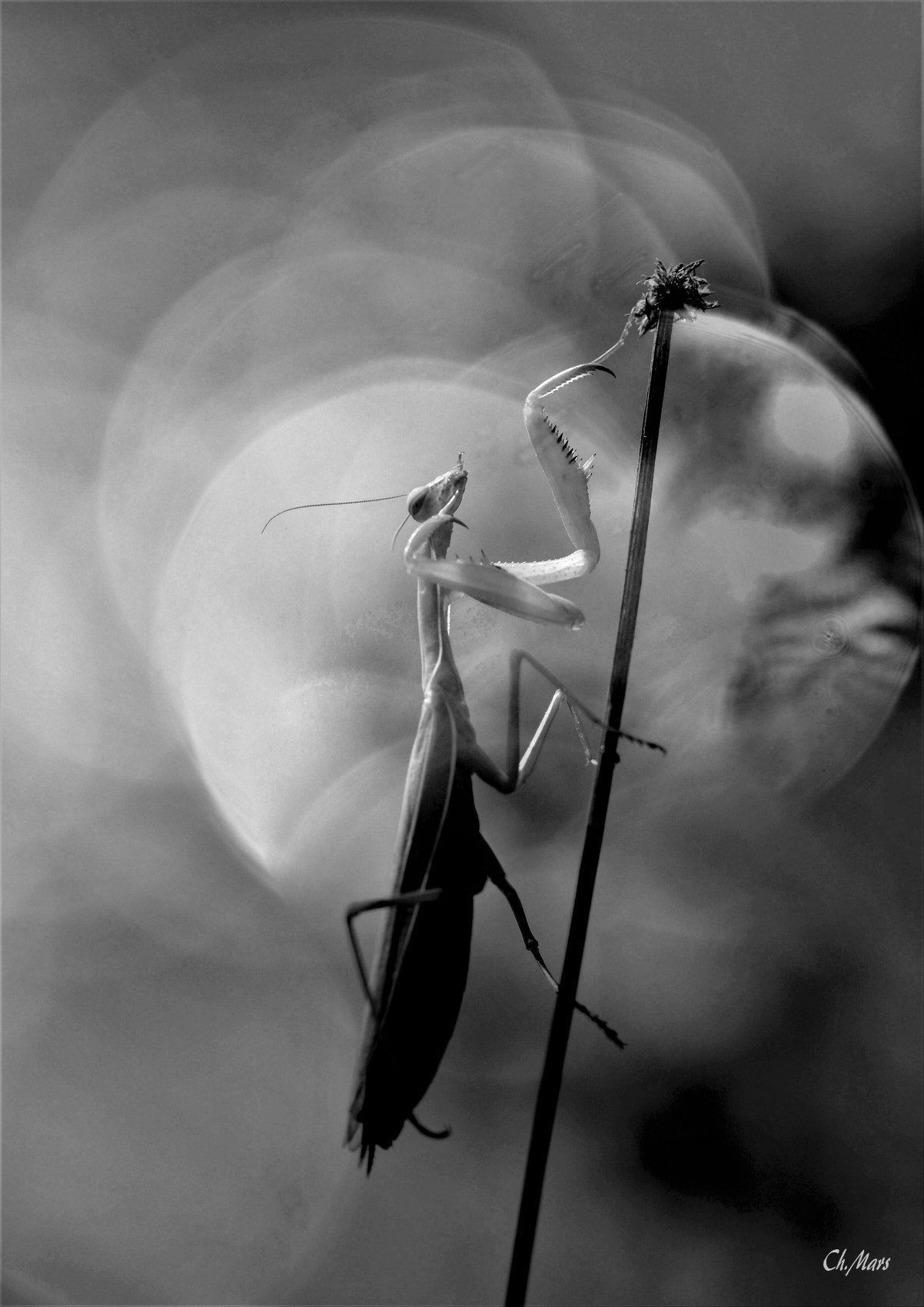 La mante religieuse (Mantis religiosa)
