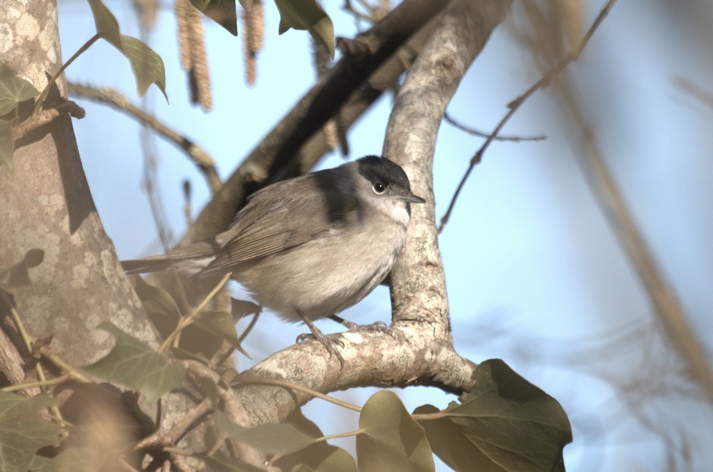 Fauvette à tête noire (sylvia atricapilla)