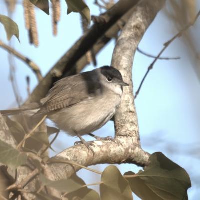 Fauvette à tête noire (sylvia atricapilla)