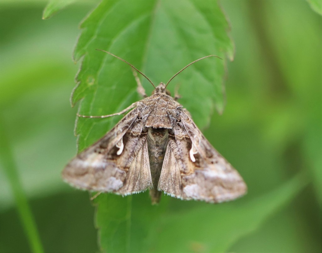   Le gamma (autographa gamma) 