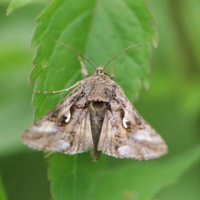   Le gamma (autographa gamma) 