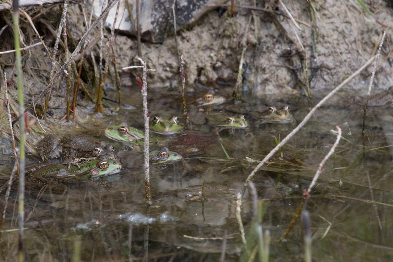 Grenouilles vertes