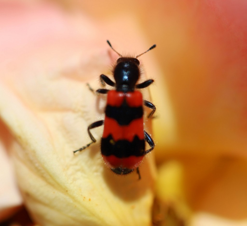  Trichode des ruches ou clairon (trichodes apiarius )