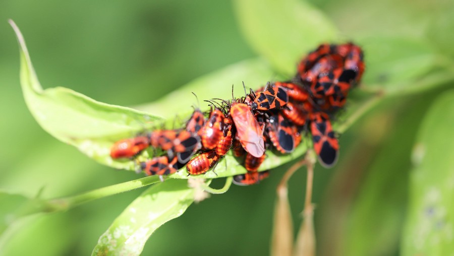 Punaise de l'aclépiade  (tropidothorax leucopterus