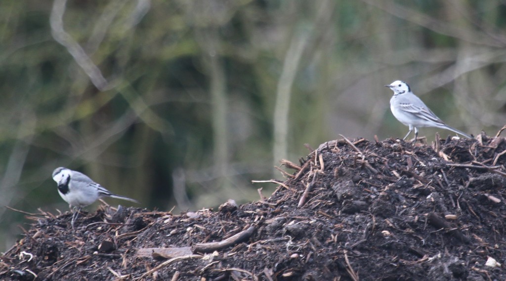 Bergeronnette grise ( motacilla alba)