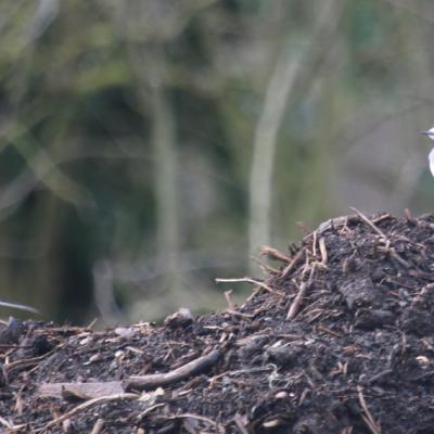 Bergeronnette grise ( motacilla alba)