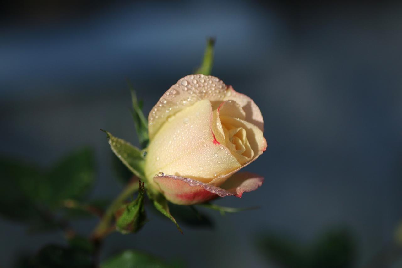 Rose et rosée