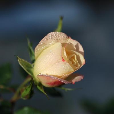 Rose et rosée