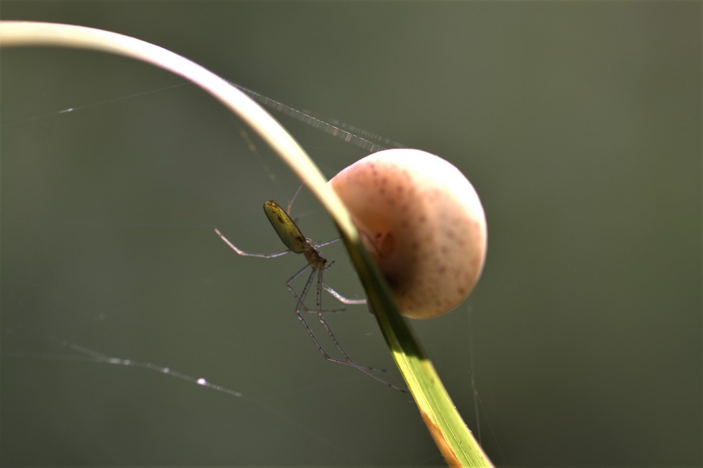 Araignée et l'escargot