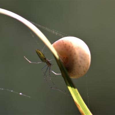 Araignée et l'escargot