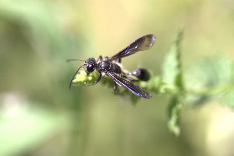 Sphex du Mexique ( Isodontia mexicana)