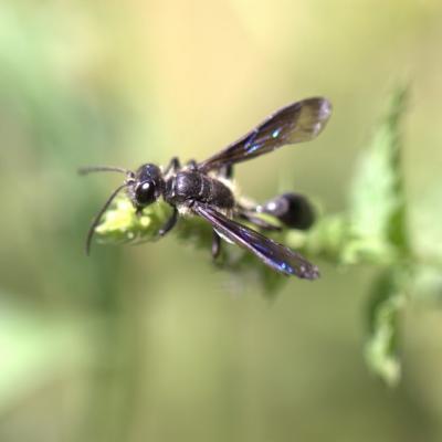 Sphex du Mexique ( Isodontia mexicana)