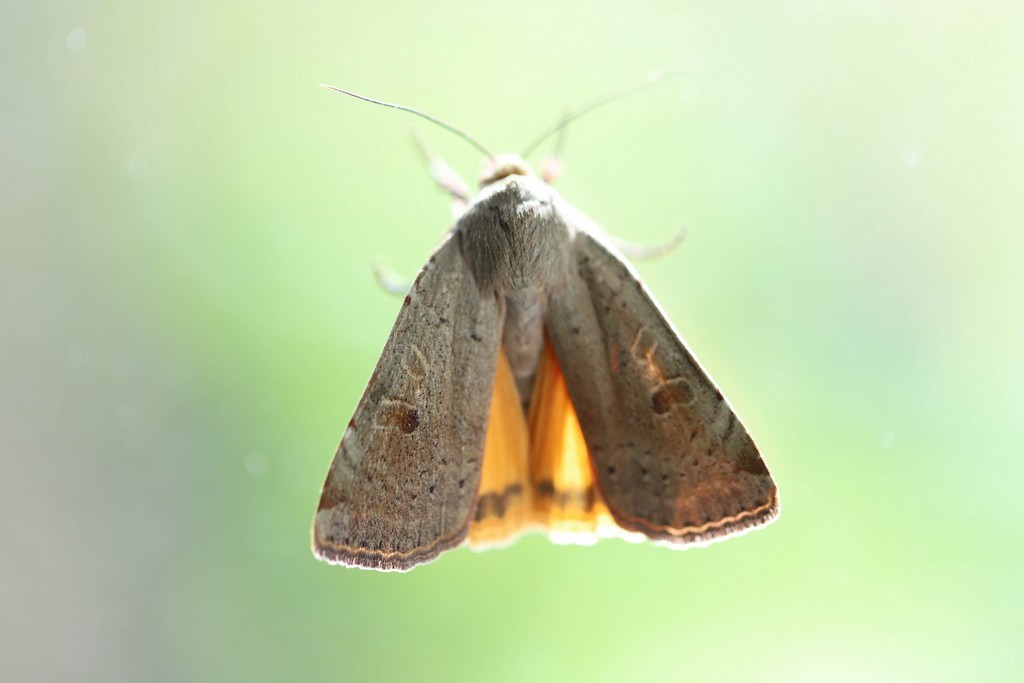   Le hibou (noctua pronuba) 