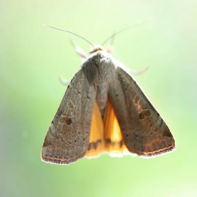   Le hibou (noctua pronuba) 