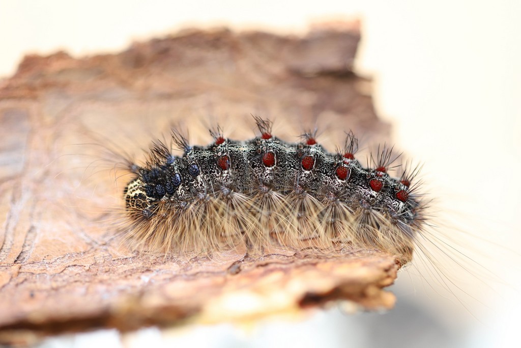   Bombyx disparate (lymantria dispar)