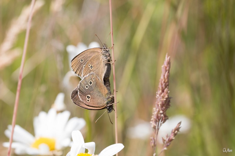 Le tristan ( Aphantapus hyperantus)