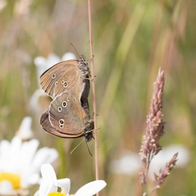 Le tristan ( Aphantapus hyperantus)