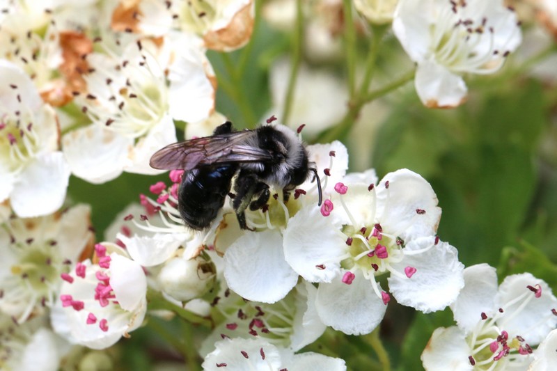 Abeille carter stridente (bombus sylvarum)