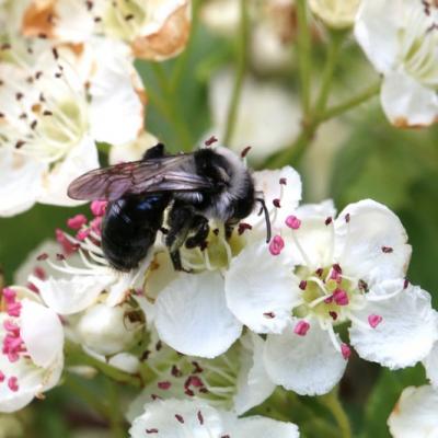 Abeille carter stridente (bombus sylvarum)