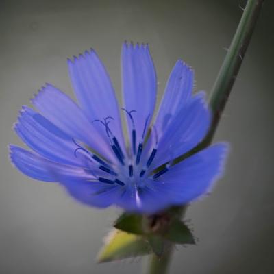 Cichorium ( Cichorium instybus)