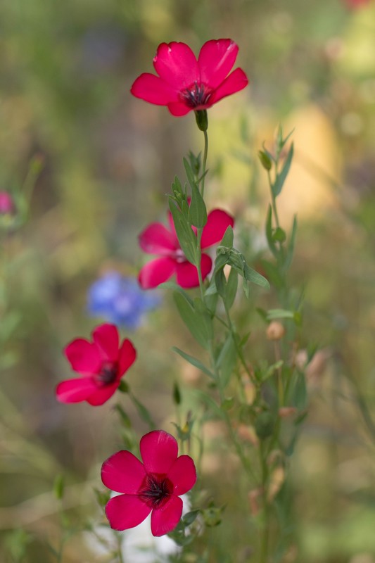 Lins à grandes fleurs (Linum grandiflorum rubrum)