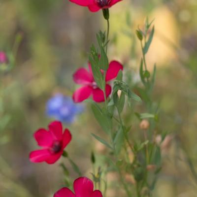 Lins à grandes fleurs (Linum grandiflorum rubrum)