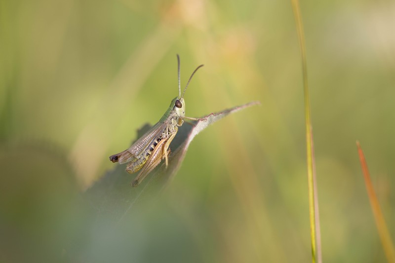 Le criquet vert échine (Chorthippus dorsatus)