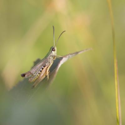 Le criquet vert échine (Chorthippus dorsatus)