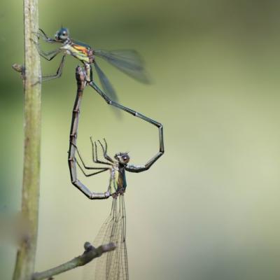 Demoiselle (Zygoptera)