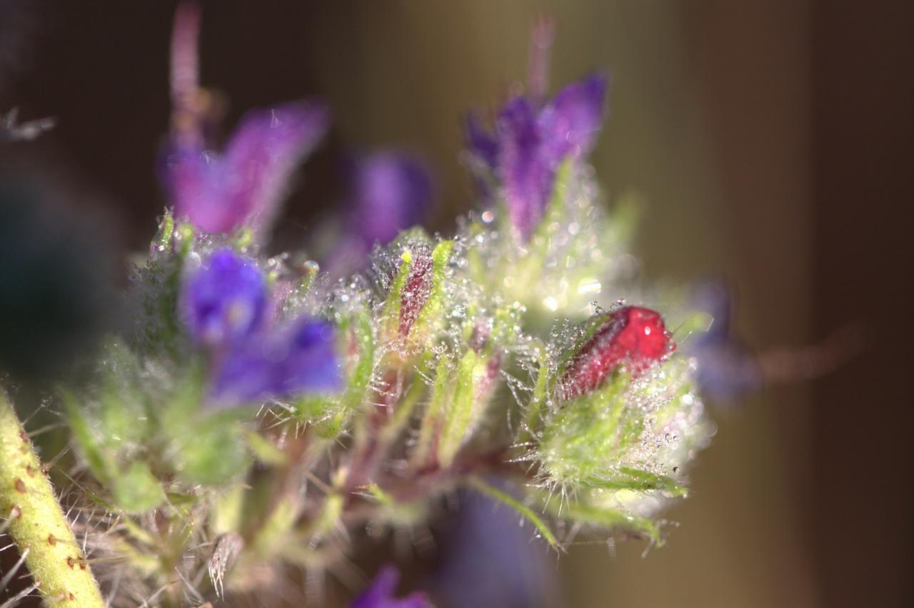 Fleurs perlées