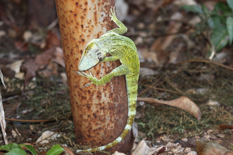 Madagascar