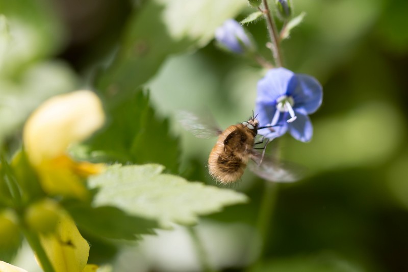 Grand bombyle (bombylius major)