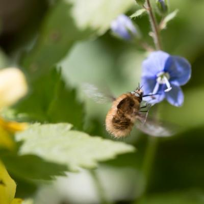 Grand bombyle (bombylius major)