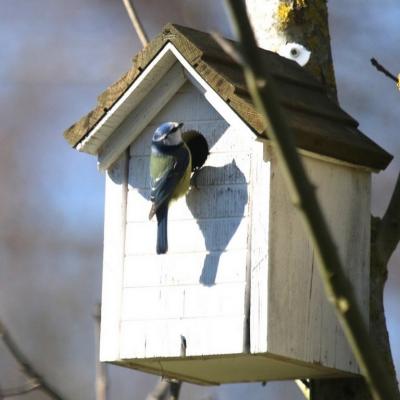  Mésange bleue (Cyanistes caeruleus)