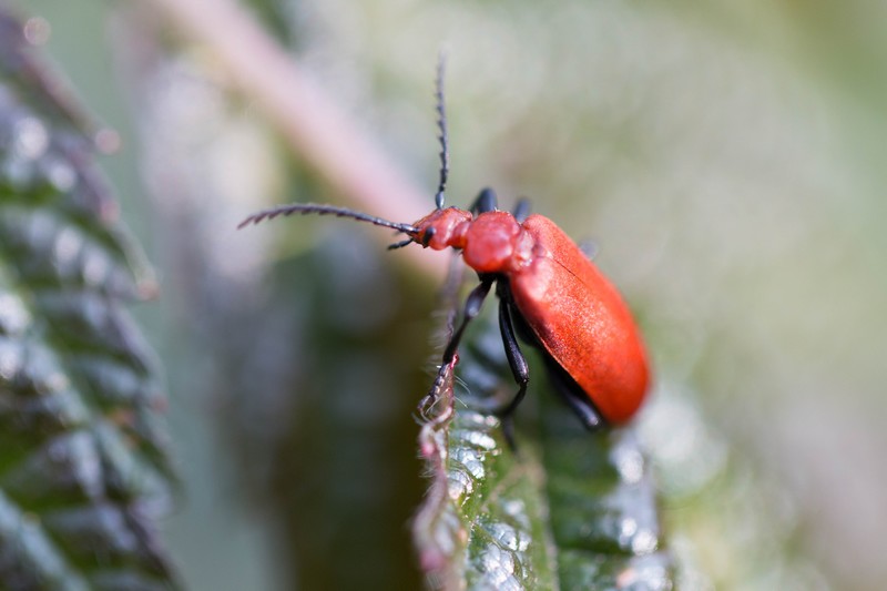 Cardinal  rouge (pyrochroa serraticornis)